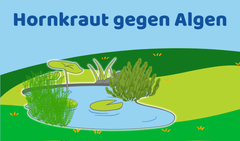 Hornkraut gegen Algen im Teich: So richtig einsetzen (Ratgeber)