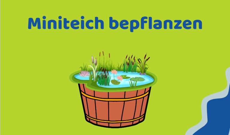 Miniteiche bepflanzen: 7 Tipps für Pflanzen und Pflege (Ratgeber)