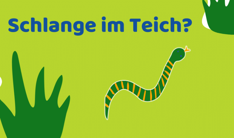 Schlange im Teich: Was tun? (Regeln für die Begegnung)
