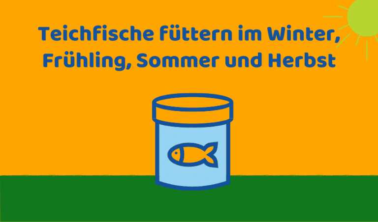 Teichfische füttern: Futtertipps für jede Jahreszeit (praktisch)