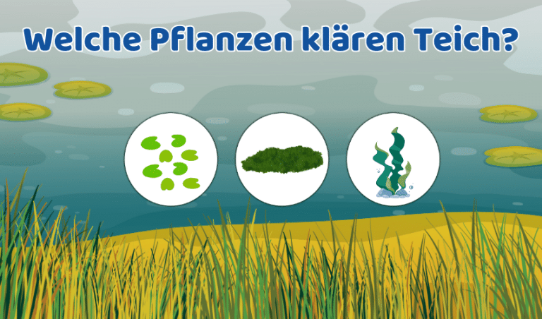 Teichpflanzen für sauberes Wasser: 5 Geheimtipps
