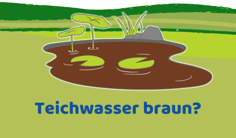 Teichwasser braun: In 9 Schritten braunes Wasser klären