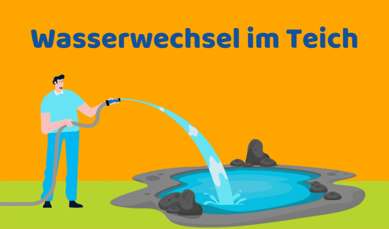 Wasserwechsel im Teich: So geht's richtig (Ratgeber)