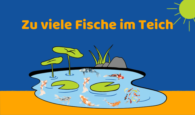 Zu viele Fische im Teich: 5 Lösungen für gesunden Teich (Ratgeber)